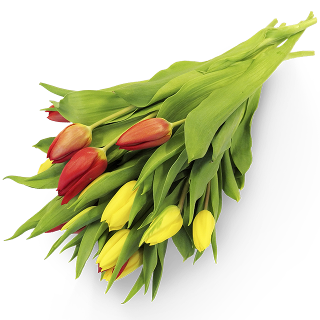Tulipány