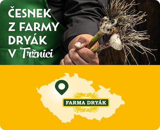 Česnek